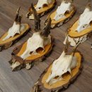 7 paires de bois de chevreuil mâle sur bouleau présentant des anomalies, par exemple une branche cassée – chevreuils de Mathusalem, bois de chevreuil mâle