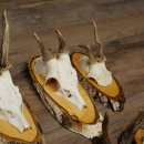 7 paires de bois de chevreuil mâle sur bouleau présentant des anomalies, par exemple une branche cassée – chevreuils de Mathusalem, bois de chevreuil mâle