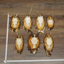 7 paires de bois de chevreuil mâle sur bouleau présentant des anomalies, par exemple une branche cassée – chevreuils de Mathusalem, bois de chevreuil mâle