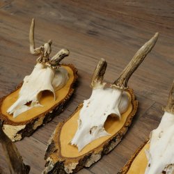 7 paires de bois de chevreuil mâle sur bouleau présentant des anomalies, par exemple une branche cassée – chevreuils de Mathusalem, bois de chevreuil mâle