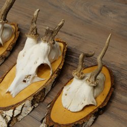 7 paires de bois de chevreuil mâle sur bouleau présentant des anomalies, par exemple une branche cassée – chevreuils de Mathusalem, bois de chevreuil mâle