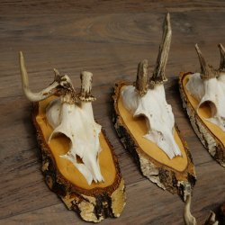 7 paires de bois de chevreuil mâle sur bouleau présentant des anomalies, par exemple une branche cassée – chevreuils de Mathusalem, bois de chevreuil mâle
