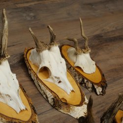 7 paires de bois de chevreuil mâle sur bouleau présentant des anomalies, par exemple une branche cassée – chevreuils de Mathusalem, bois de chevreuil mâle