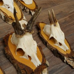 7 paires de bois de chevreuil mâle sur bouleau présentant des anomalies, par exemple une branche cassée – chevreuils de Mathusalem, bois de chevreuil mâle
