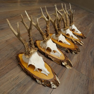 5 paires de bois de chevreuil mâle sur des rondelles de bouleau Chevreuils Chevreuil mâle Bois de chevreuil 22.1411