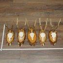 Deer Antlers: 5 Roe Deer Antlers on Birch Discs Roe Deer...