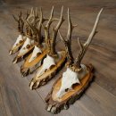 5 paires de bois de chevreuil mâle sur des rondelles de bouleau Chevreuils Chevreuil mâle Bois de chevreuil 22.1411