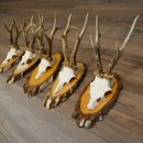 5 paires de bois de chevreuil mâle sur des rondelles de bouleau Chevreuils Chevreuil mâle Bois de chevreuil 22.1411