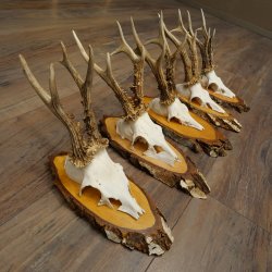 5 paires de bois de chevreuil mâle sur des rondelles de bouleau Chevreuils Chevreuil mâle Bois de chevreuil 22.1411