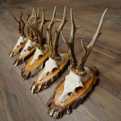 5 paires de bois de chevreuil mâle sur des rondelles de bouleau Chevreuils Chevreuil mâle Bois de chevreuil 22.1411