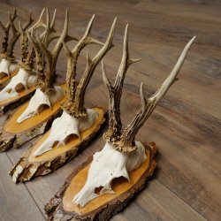 5 paires de bois de chevreuil mâle sur des rondelles de bouleau Chevreuils Chevreuil mâle Bois de chevreuil 22.1411