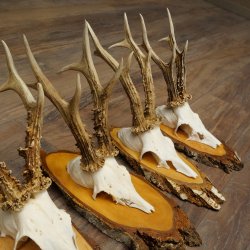 5 paires de bois de chevreuil mâle sur des rondelles de bouleau Chevreuils Chevreuil mâle Bois de chevreuil 22.1411