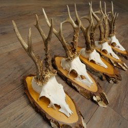 5 paires de bois de chevreuil mâle sur des rondelles de bouleau Chevreuils Chevreuil mâle Bois de chevreuil 22.1411