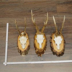 Bois de chevreuil : 3 chevreuils mâles sur des rondelles de bouleau. Chevreuils, chevreuil mâle, bois 22.1412