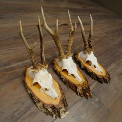 Bois de chevreuil : 3 chevreuils mâles sur des rondelles de bouleau. Chevreuils, chevreuil mâle, bois 22.1412