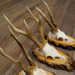 Bois de chevreuil : 3 chevreuils mâles sur des rondelles de bouleau. Chevreuils, chevreuil mâle, bois 22.1412