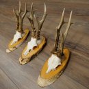 Rehgeweihe 3 Stück Rehböcke auf Birkenscheiben Rehe Reh Bock Geweihe 22.1413