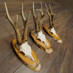Rehgeweihe 3 Stück Rehböcke auf Birkenscheiben Rehe Reh Bock Geweihe 22.1413