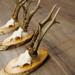 Rehgeweihe 3 Stück Rehböcke auf Birkenscheiben Rehe Reh Bock Geweihe 22.1413