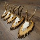 Deer Antlers: 5 Roe Deer Antlers on Birch Slices Roe Deer...