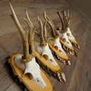 Deer Antlers: 5 Roe Deer Antlers on Birch Slices Roe Deer...