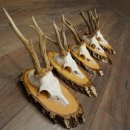 Rehgeweihe 5 Stück Rehböcke auf Birkenscheiben Rehe Reh Bock Geweihe 22.1414
