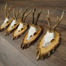 Rehgeweihe 5 Stück Rehböcke auf Birkenscheiben Rehe Reh Bock Geweihe 22.1414