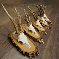 Rehgeweihe 5 Stück Rehböcke auf Birkenscheiben Rehe Reh Bock Geweihe 22.1414