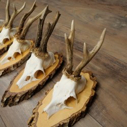 Rehgeweihe 5 Stück Rehböcke auf Birkenscheiben Rehe Reh Bock Geweihe 22.1414