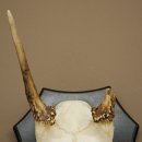 Altezza delle corna di daino: 36 cm. Corna di daino su base da trofeo 72.556