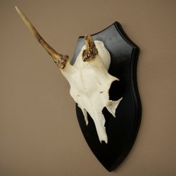 Altezza delle corna di daino: 36 cm. Corna di daino su base da trofeo 72.556