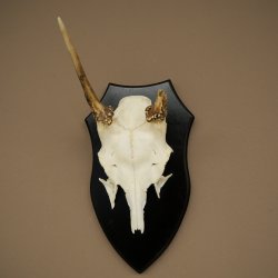 Altezza delle corna di daino: 36 cm. Corna di daino su base da trofeo 72.556