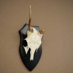 Altezza delle corna di daino: 36 cm. Corna di daino su base da trofeo 72.556
