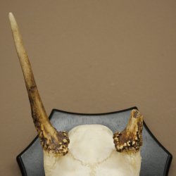 Altezza delle corna di daino: 36 cm. Corna di daino su base da trofeo 72.556