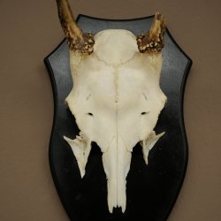 Altezza delle corna di daino: 36 cm. Corna di daino su base da trofeo 72.556