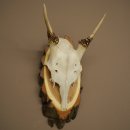 Altezza delle corna di daino: 33 cm. Corna di daino su base di legno di betulla 72.557