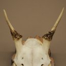 Altezza delle corna di daino: 33 cm. Corna di daino su base di legno di betulla 72.557