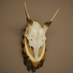 Altezza delle corna di daino: 33 cm. Corna di daino su base di legno di betulla 72.557