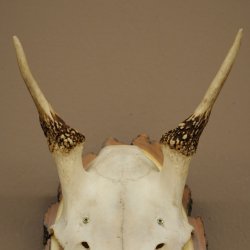 Altezza delle corna di daino: 33 cm. Corna di daino su base di legno di betulla 72.557