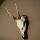 Altezza delle corna di daino: 42 cm. Corna di daino su base da trofeo 72.558