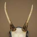 Altezza delle corna di daino: 42 cm. Corna di daino su base da trofeo 72.558