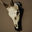 Altezza delle corna di daino: 42 cm. Corna di daino su base da trofeo 72.558