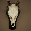 Altezza delle corna di daino: 42 cm. Corna di daino su base da trofeo 72.558