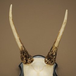 Altezza delle corna di daino: 42 cm. Corna di daino su base da trofeo 72.558