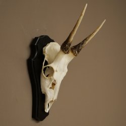 Altezza delle corna di daino: 42 cm. Corna di daino su base da trofeo 72.558