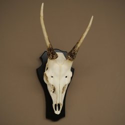 Altezza delle corna di daino: 42 cm. Corna di daino su base da trofeo 72.558