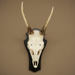 Altezza delle corna di daino: 42 cm. Corna di daino su base da trofeo 72.558