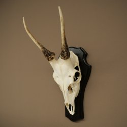 Altezza delle corna di daino: 42 cm. Corna di daino su base da trofeo 72.558