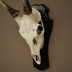 Altezza delle corna di daino: 42 cm. Corna di daino su base da trofeo 72.558