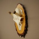 Altezza delle corna di daino: 38 cm. Corna di daino su base di betulla 72.559